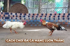 Hướng Dẫn Cách Chơi Đá Gà Sabong Tại M88 Từ Chuyên Gia