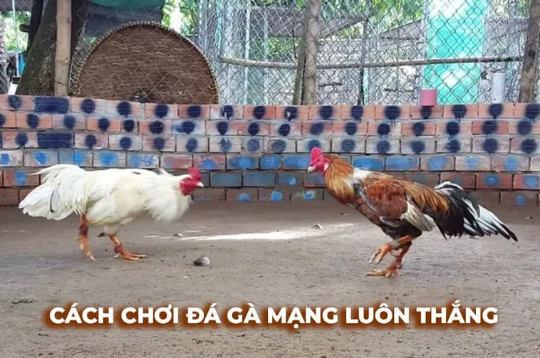 Hướng Dẫn Cách Chơi Đá Gà Sabong Tại M88 Từ Chuyên Gia