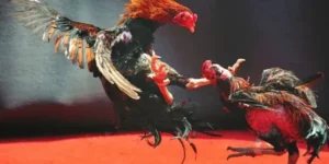 Chinh Phục Cách Chơi Đá Gà WS168 Tại M88 Cho Người Mới